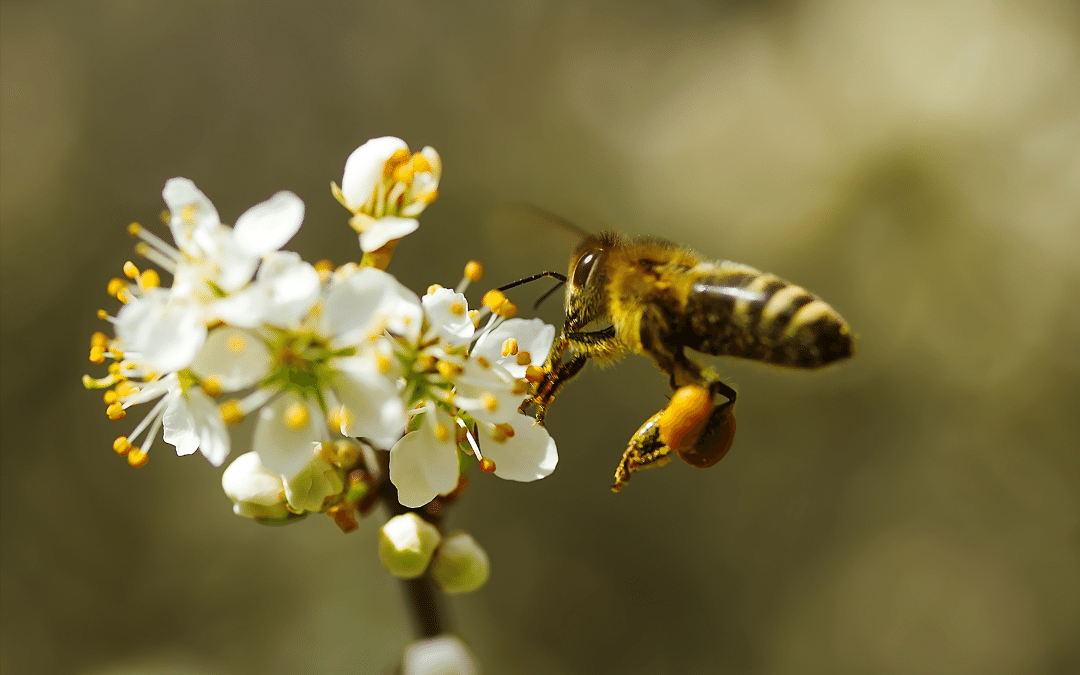 Un zumbido milagroso: abejas y Crisis Climática global