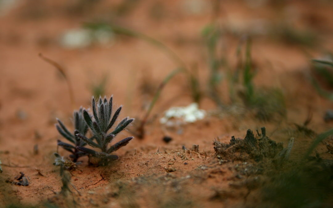 ¿Sabías que combatiendo la desertificación también podríamos capturar hasta 3.000 millones de toneladas de carbono?