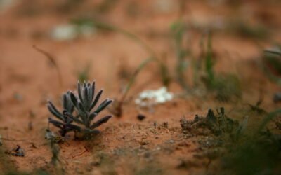 Lucha contra la Desertificación: más allá de la sequía